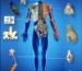 A blue background with various human anatomy images.